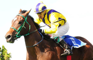 Gr3 Protea Stakes winner -  War Horse 