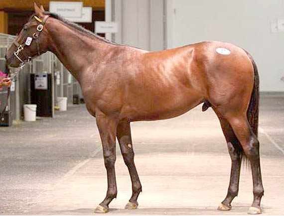 Racing Free - Lot 27