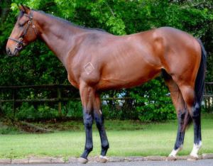 Sales topper at R2million. Lot 157: Die Kat (AUS) (Tale Of The Cat x America’s Idol) (C)