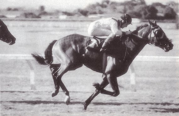 1994 Durbanville Cup