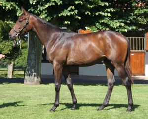 Arqana Sale Lot 11