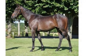 Arqana Lot 178 