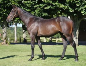 Arqana Sale Lot 178