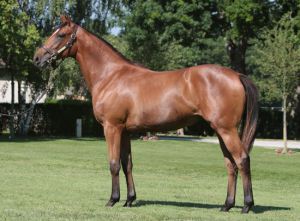 Arqana Sale Lot 81