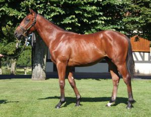 Arqana Sale Lot 294