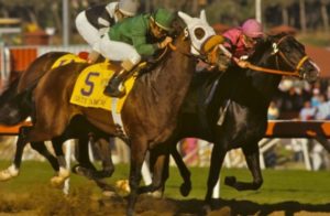 1984 Breeders Cup winner, Wild Again