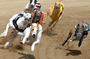 Horseracing and harness racing is included - as well as greyhounds