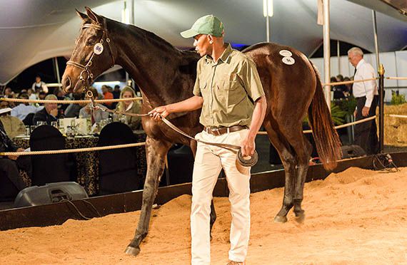 Lot 86 and 57 topped the sale at R2 Million