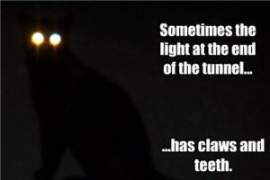 funny-pictures-cat-is-light-at-end-of-tunnel