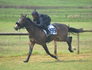 Sumerhill gallops (2)