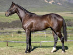 Lot 99 Navy Seal - Mambo In Seattle x Pear River