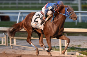 Gunnevera (photo: Kentucky Derby / Adam Coglianese Photography)