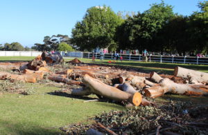 Kenilworth Blue Gums (photo: supplied)