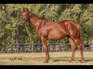 2018 CPYS Lot 116 - RED VISION (Visionaire - Real Red)