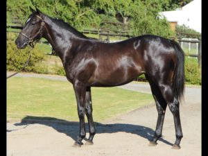 2018 CPYS Lot 14 - UNNAMED (Soft Falling Rain - Garibondy)