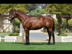 2018 CPYS Lot 218 SHINING BRIGHT (Delago Deluxe-Carienda)