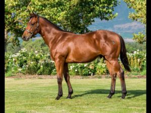 2018 CPYS Lot 23 - PERFECT DAY (Dynasty - Happy Archer)