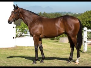 2018 CPYS Lot 33 - SNOWDEN (Oratorio - In Camera)