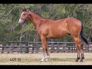 2018 CPYS Lot 51 - DUKE OF GOLD (Duke Of Marmalade - Lanterns Of Gold)