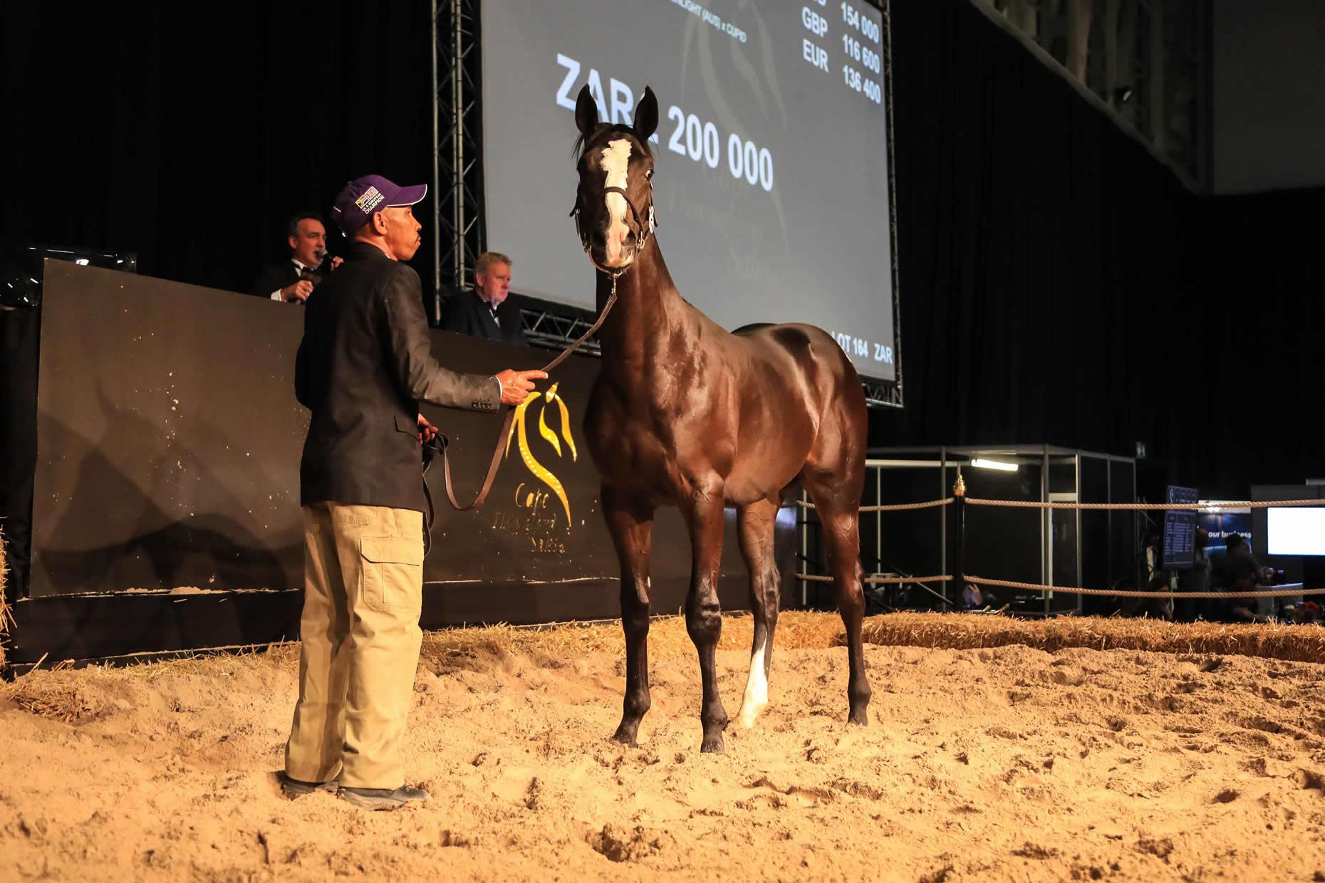 Date Announced 2022 Cape Premier Yearling Sale Sporting Post