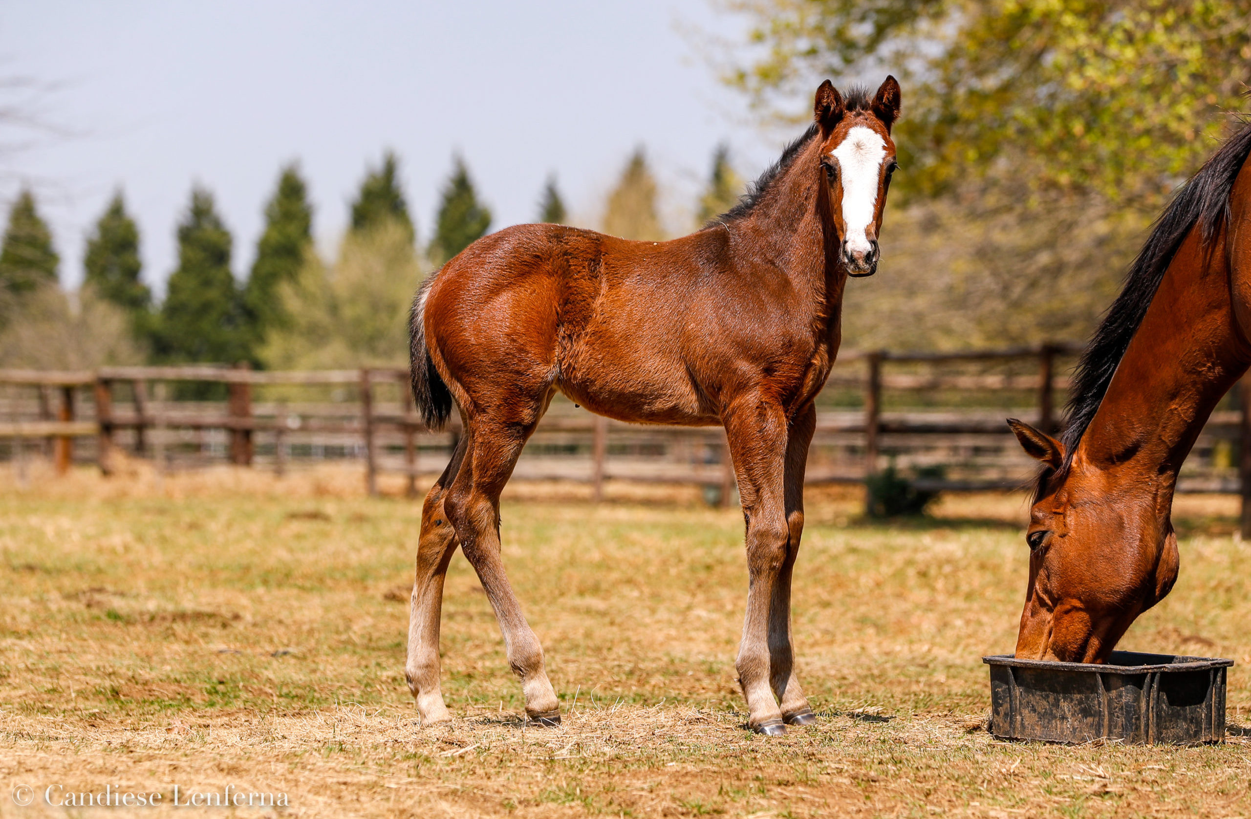 Blue Sky Thoroughbreds (f) Willow Magic x Cinnamon Spice – born 3 August (Pic- Candiese Lenferna)
