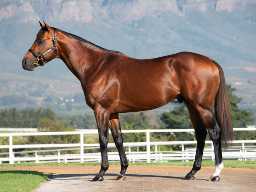 Image of sire Gold Standard
