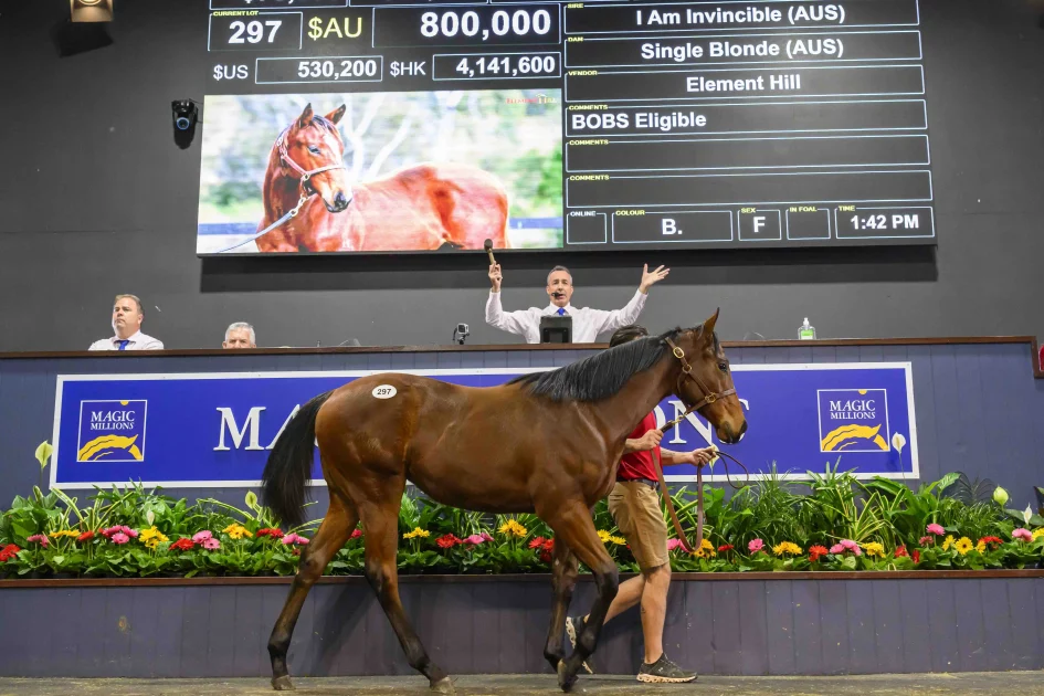 I Am Invincible filly sold for A$800,000
