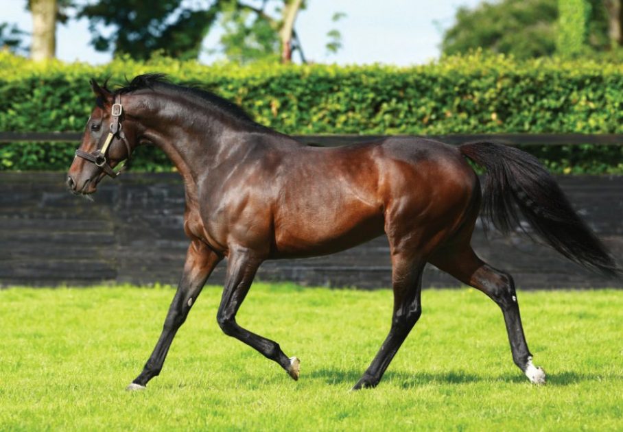 The majestic Camelot by Montjeu ex Tarfah