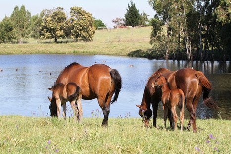 A picturesque view at Winterbach Stud