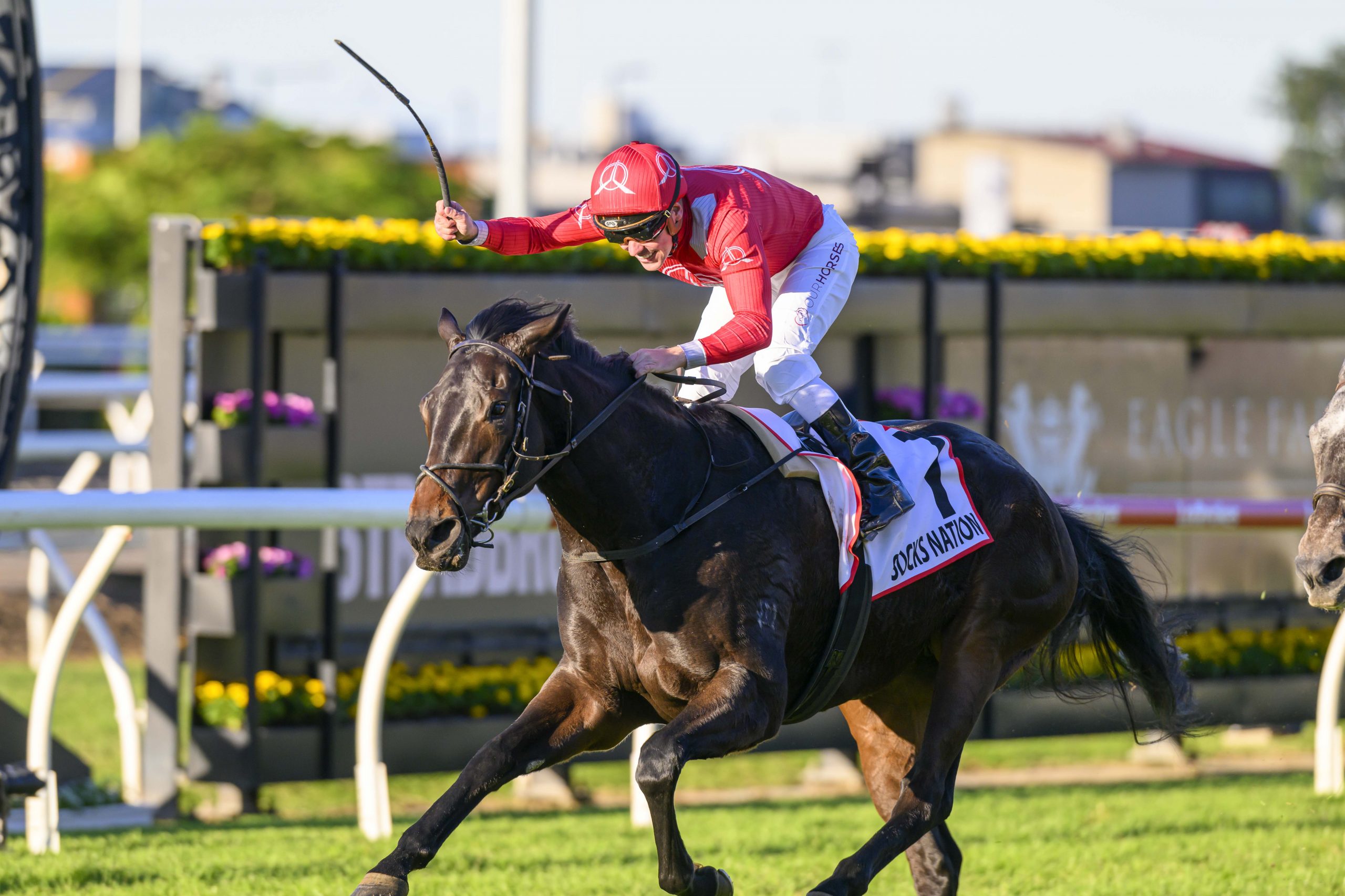 Socks Nation is a fascinating filly – the Ciaron Maher-trained 3YO has raced 12 times and never had a spell, enjoying Gr1 success in what is her first preparation