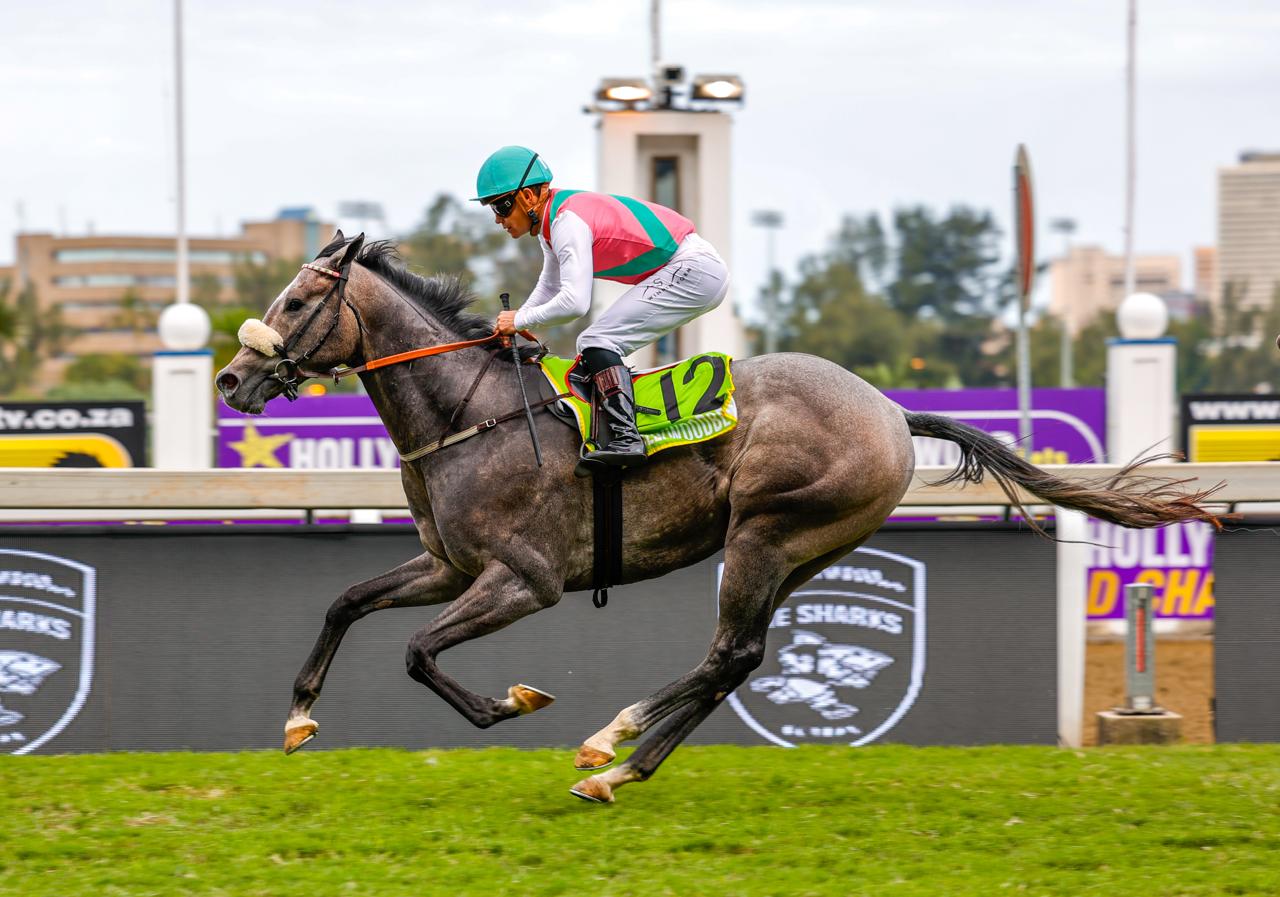 Winning Form-sponsored rider Richard Fourie and the handsome grey Great Plains made history at Hollywoodbets Greyville today!