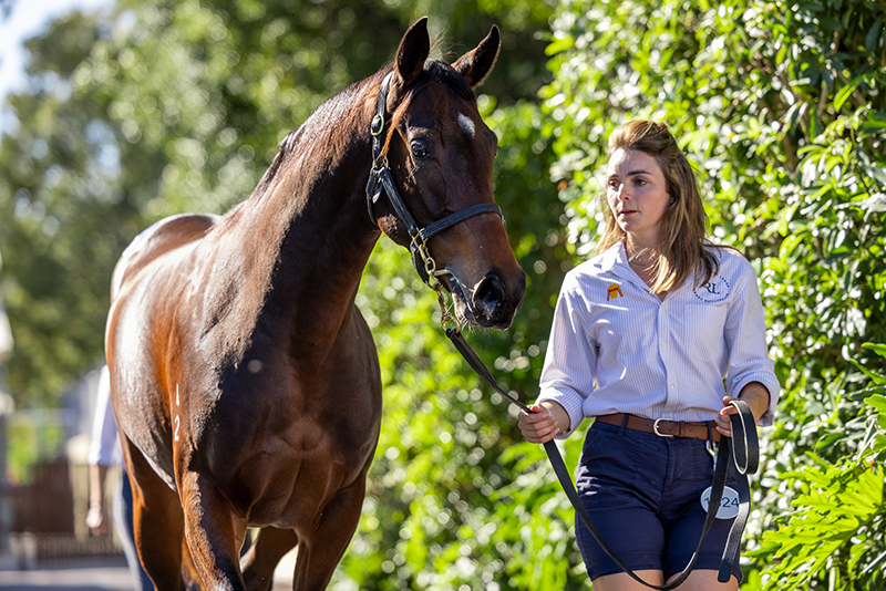 Zoustar filly at the Magic Millions National Yearling Sale 