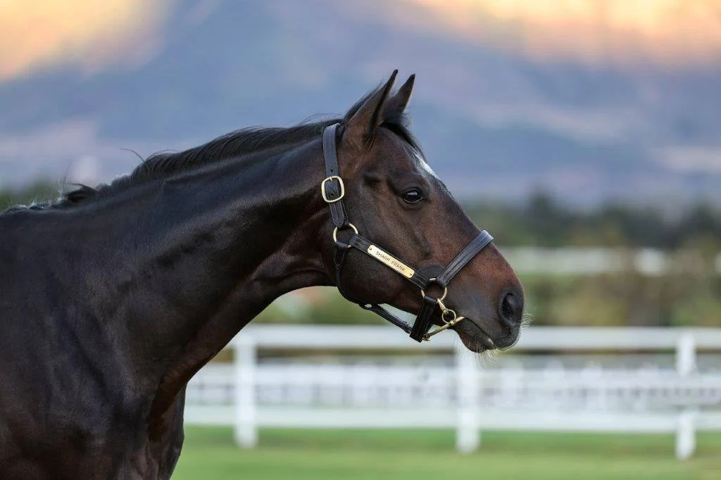 Sharp Frank (GB) (Frankel ex Sharp Susan by Touch Gold), Drakenstein Stud