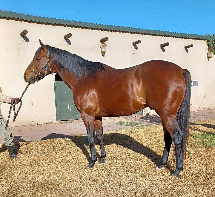 Wild Coast (Trippi ex Beach Beauty by Dynasty), Gelykfontein Stud