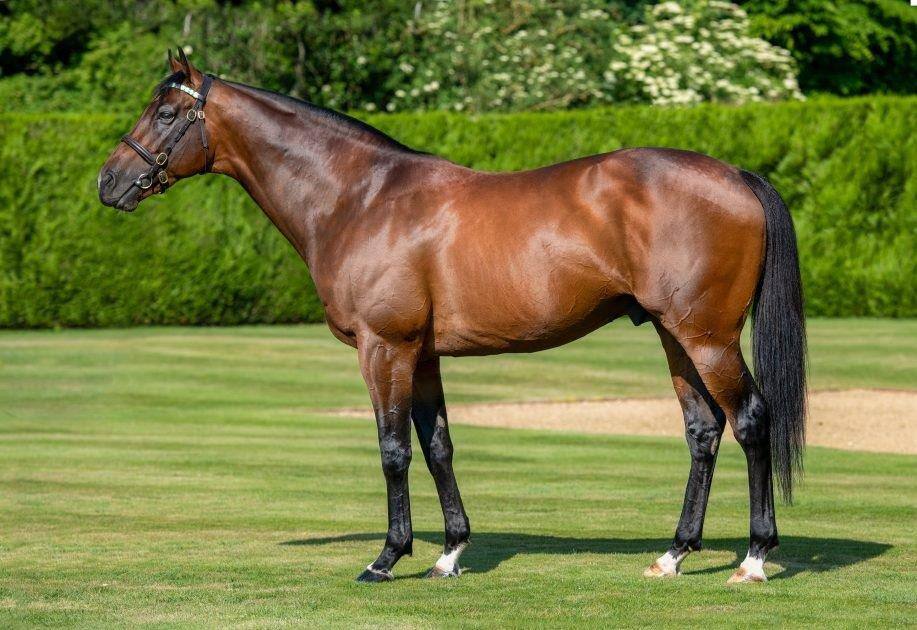 Expert Eye (GB) (Acclamation ex Exemplify by Dansili), Paardeberg Stud