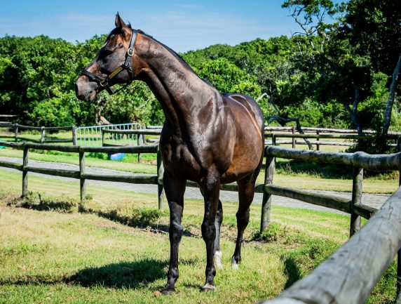 Global View – a son of Galileo out of Egyptian Queen by Storm Cat