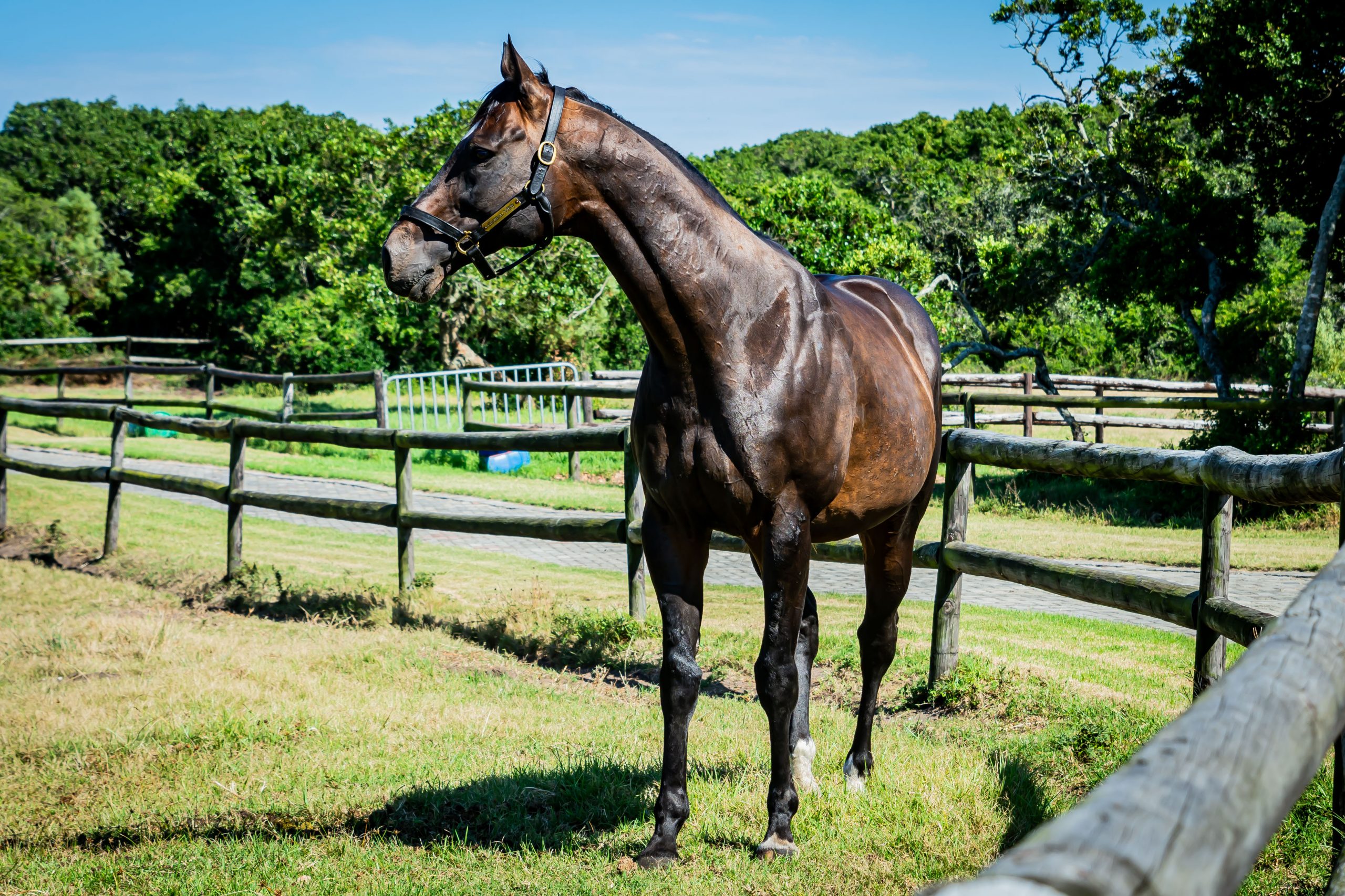 Global View – a son of Galileo out of Egyptian Queen by Storm Cat