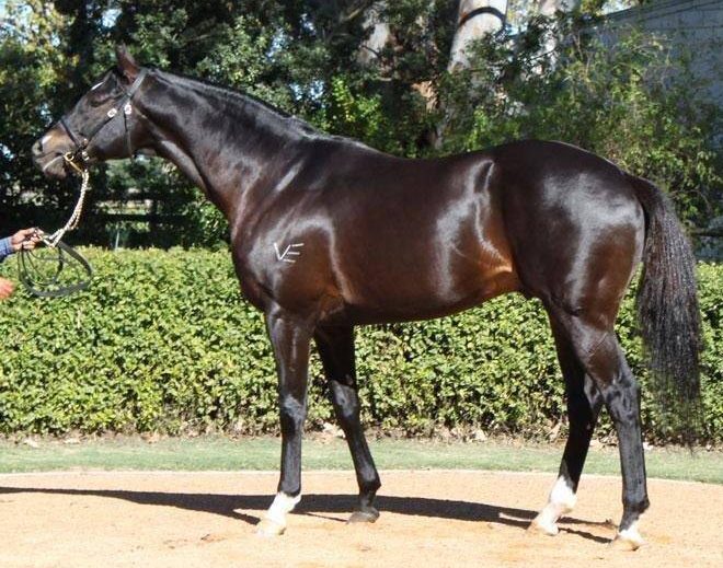 Gimmethegreenlight on his arrival at Varsfontein Stud in 2012