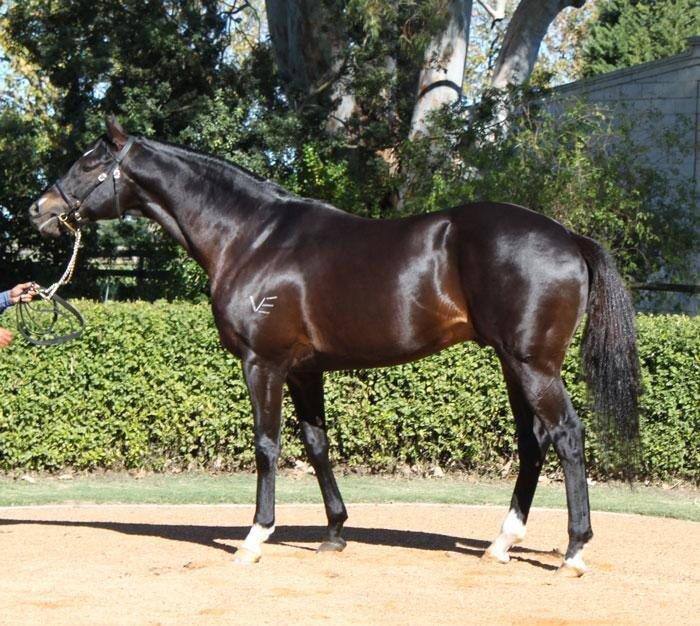 Gimmethegreenlight on his arrival at Varsfontein Stud in 2012 