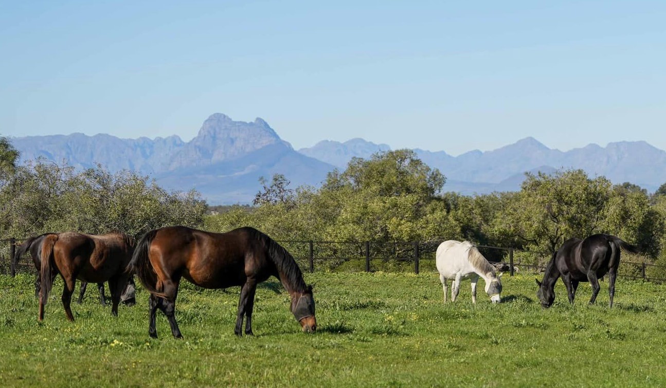 Home to Expert Eye (Pic - Paardeberg Stud)