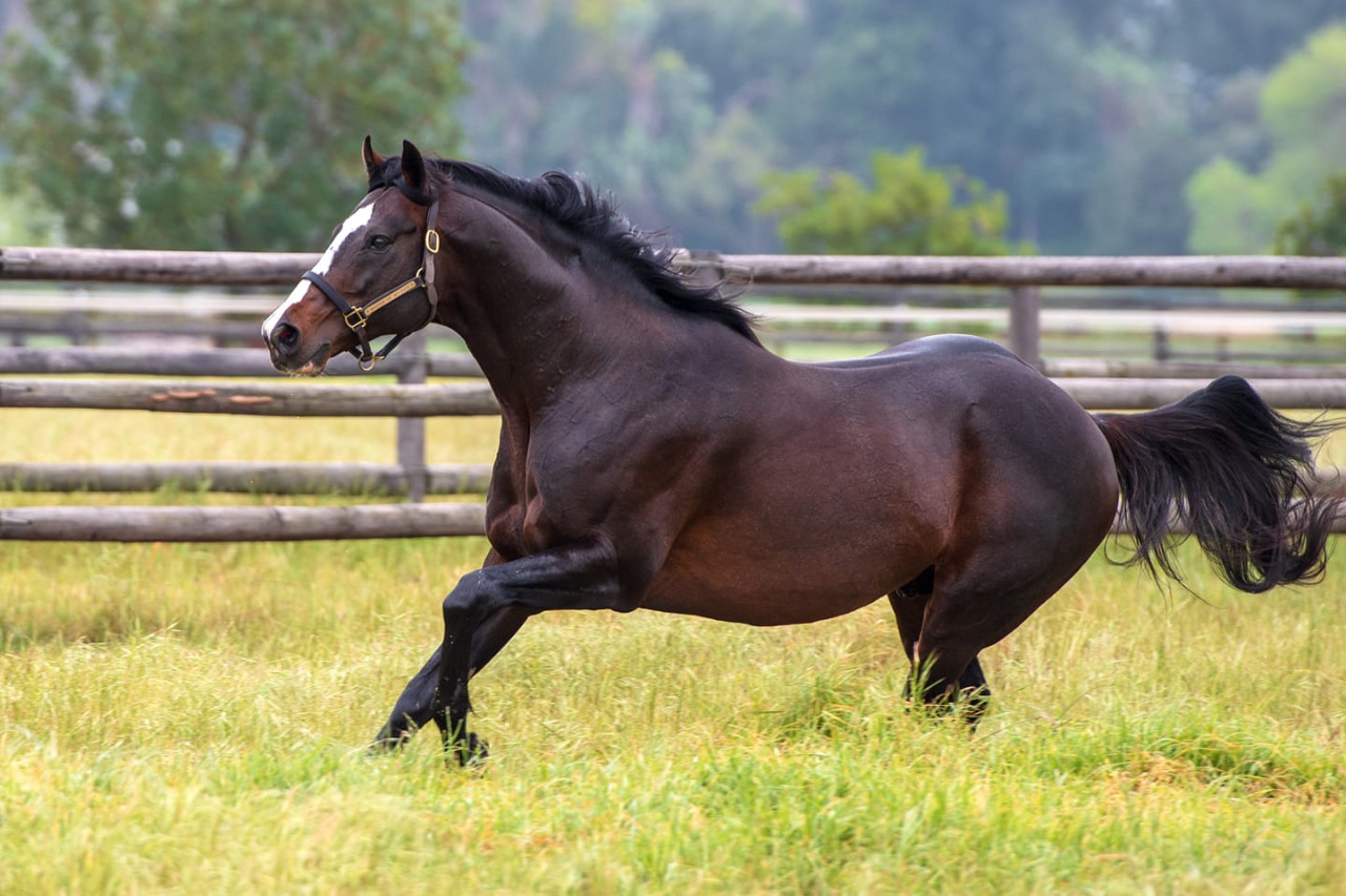 Master Of My Fate – majestic son of Jet Master (Pic - Jeremy Nelson)