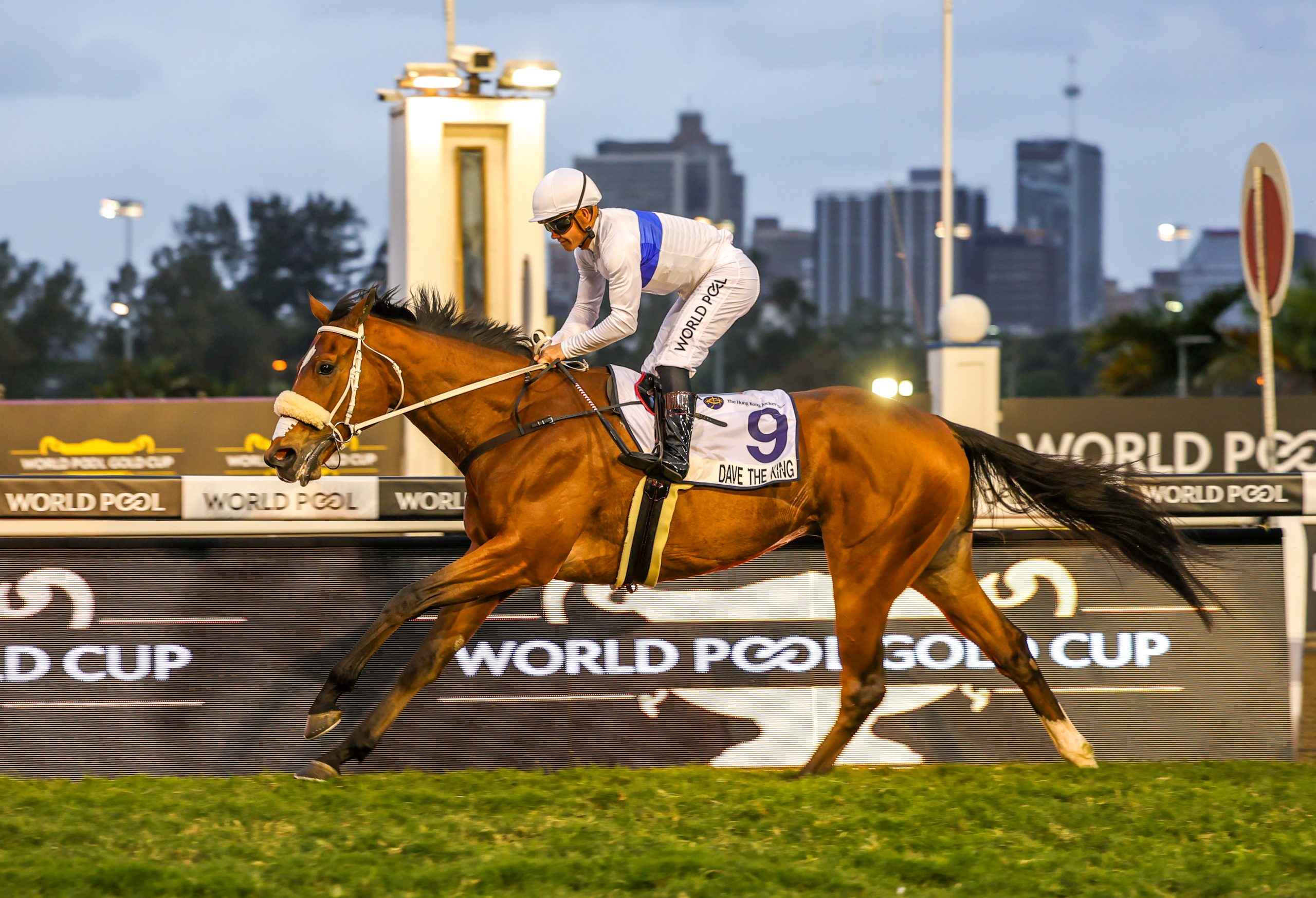 SA Horse Of The Year, Dave The King – a son of Global View 