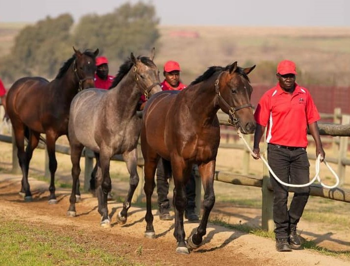 Sandown Stud - delivering high-class performers (Pic - Sandown Stud)