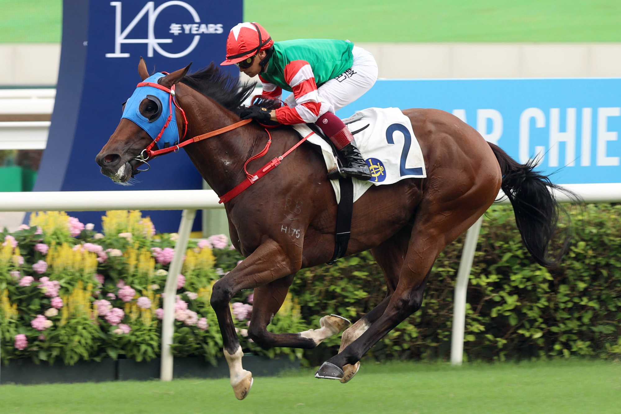 Chiu Chow Spirit is a three-time 1400m winner at Sha Tin (Pic - HKJC)