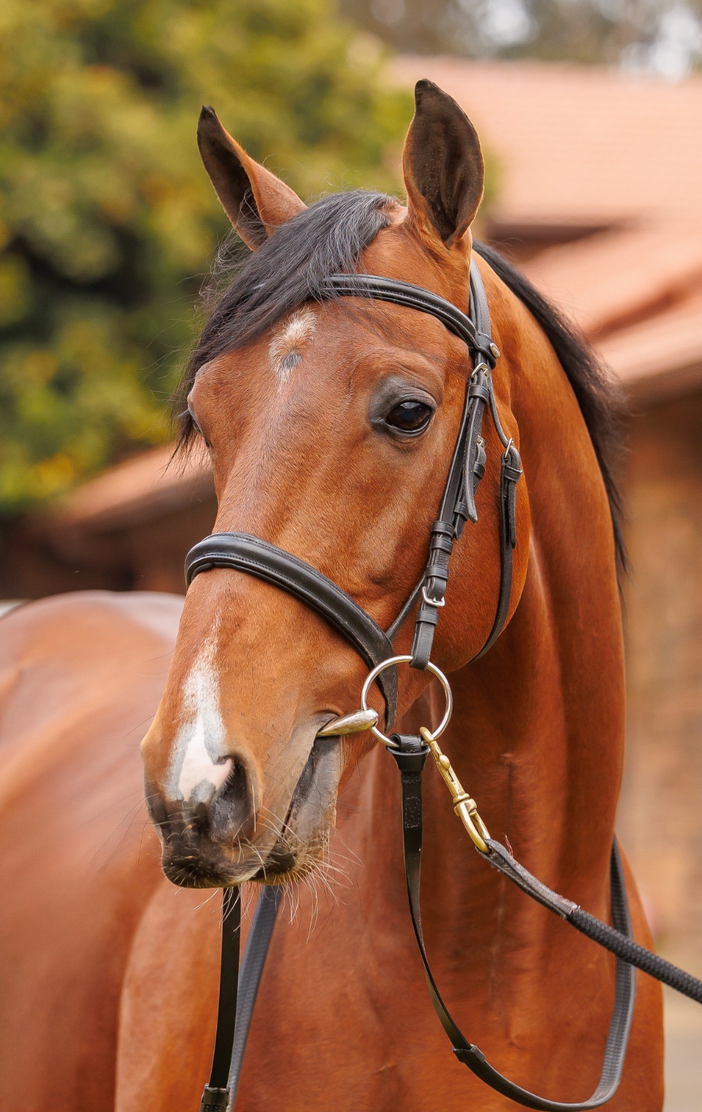 Frankel's son Frantastic 