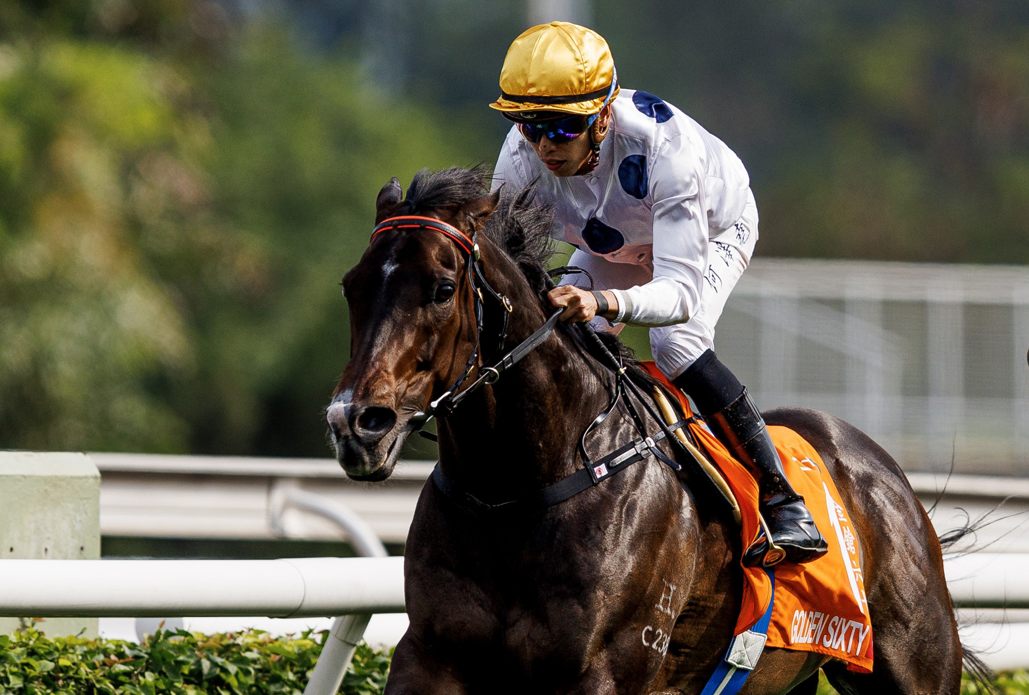 Golden Sixty makes his final racetrack appearance at Sha Tin on Sunday (Pic - HKJC)