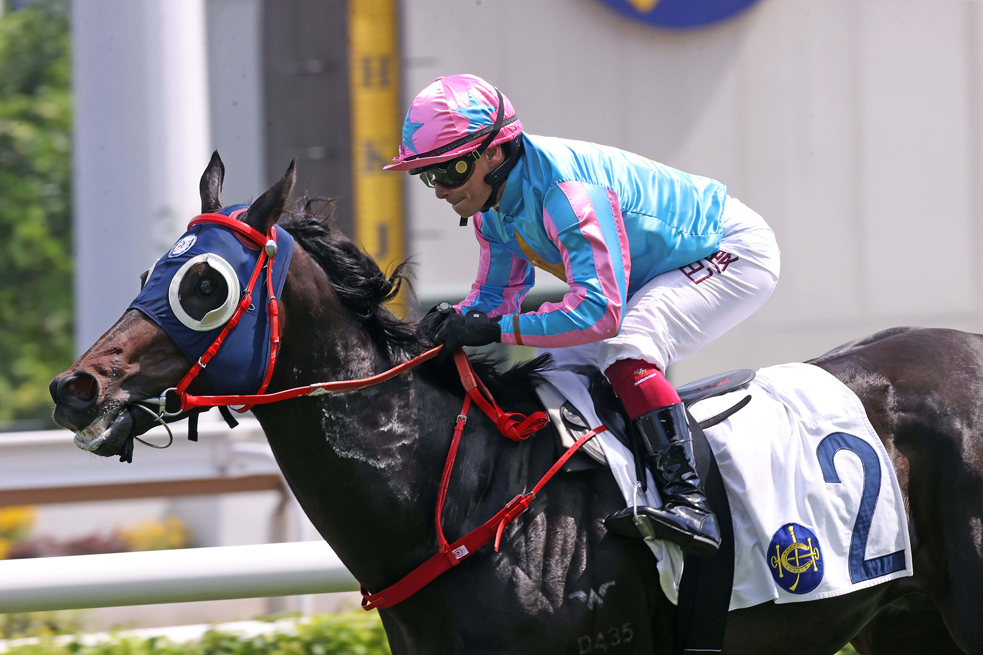 Healthy Happy is a five-time winner in Hong Kong (Pic - HKJC)