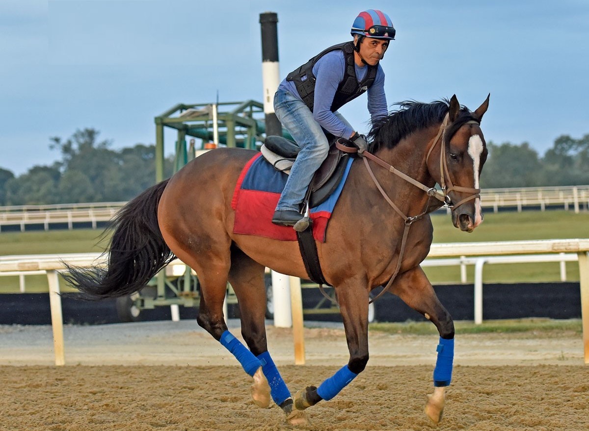 Regular rider Fernando Juarez takes Isivunguvungu through his paces at Fair Hill (Pic - Maggie Kimmitt Photography)