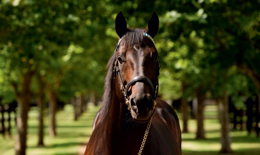 The magnificent Street Cry – a son of Machiavellian and Irish Oaks winner Helen Street (Pic - Supplied)