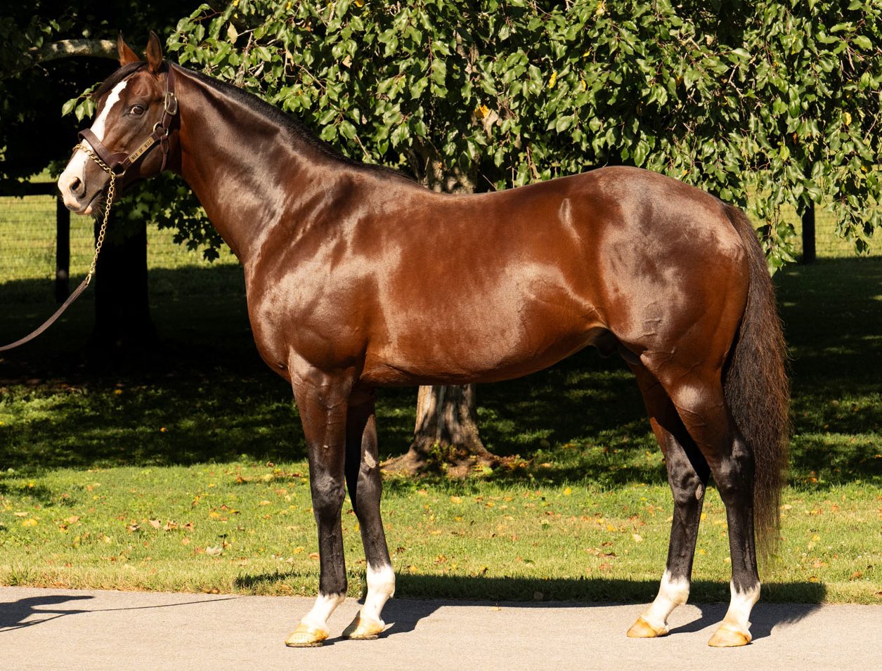 War Of Will by War Front ex Visions of Clarity (IRE) by Sadler's Wells (Pic - Claiborne Farm)